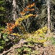 priroda/2007.09.23-Ceske_Svycarsko/fotky/Ceske-Svycarsko-027.jpg